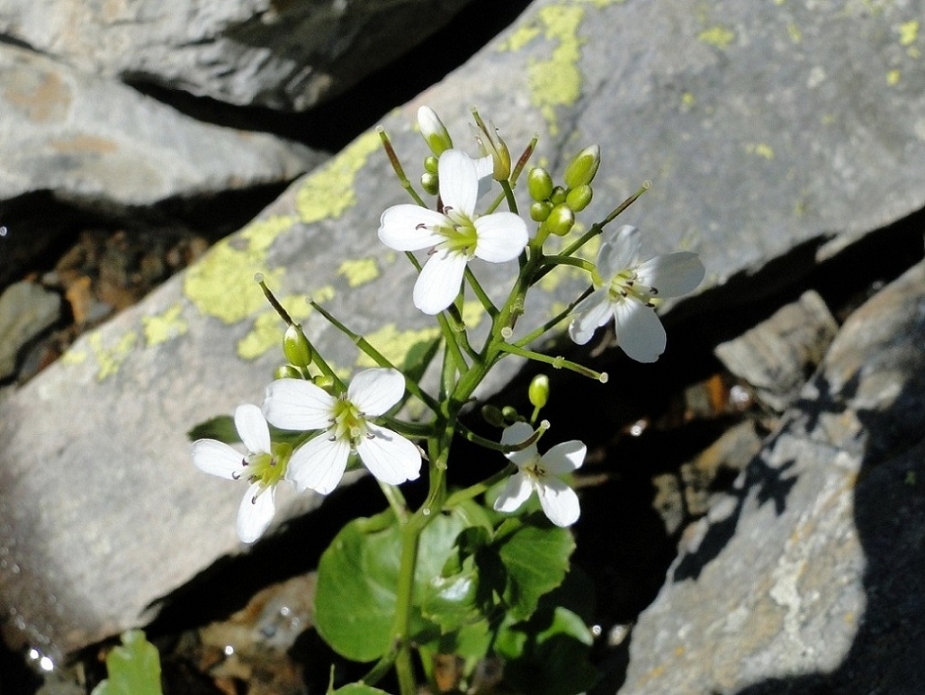 Cardamine asarifolia / Billeri a foglie rotonde